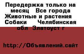 Передержка только на месяц - Все города Животные и растения » Собаки   . Челябинская обл.,Златоуст г.